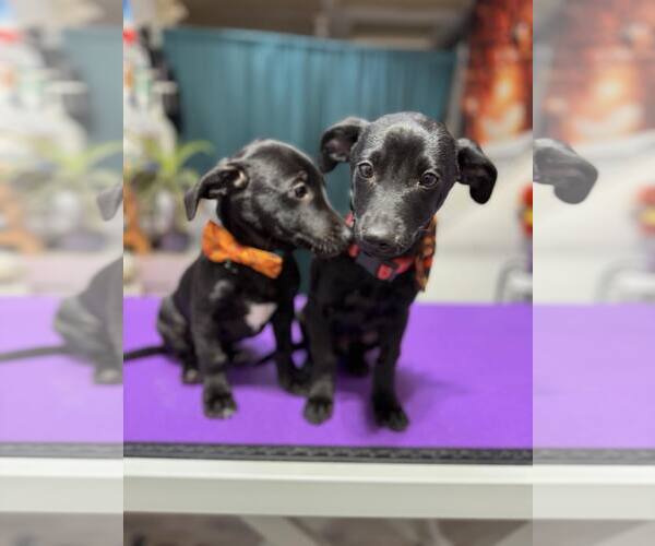 Medium Photo #3 Dachshund-Italian Greyhound Mix Puppy For Sale in Arlington, WA, USA