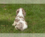 Small #3 Cocker Spaniel