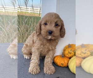 Cockapoo Puppy for sale in CANOGA, NY, USA