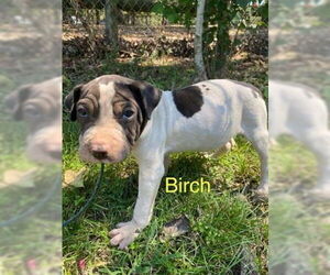 Chinese Shar-Pei-Unknown Mix Dogs for adoption in Wakefield, RI, USA