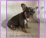 Small #10 French Bulldog