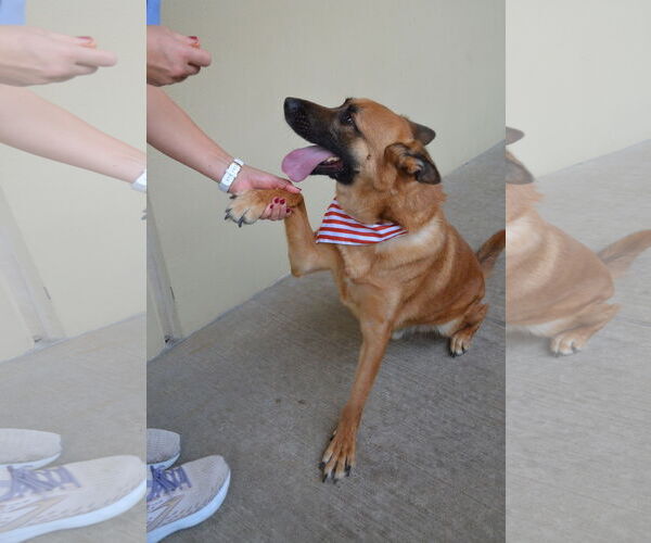 Medium Photo #2 Mutt Puppy For Sale in McKinney, TX, USA