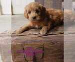 Small Photo #4 Goldendoodle (Miniature) Puppy For Sale in TOPEKA, IN, USA