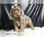 Small #4 Cocker Spaniel