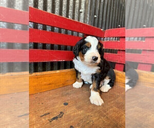 Medium Photo #2 Miniature Bernedoodle Puppy For Sale in DENVER, PA, USA