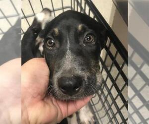 Labrador Retriever-Unknown Mix Dogs for adoption in Conroe, TX, USA