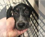 Small Labrador Retriever Mix