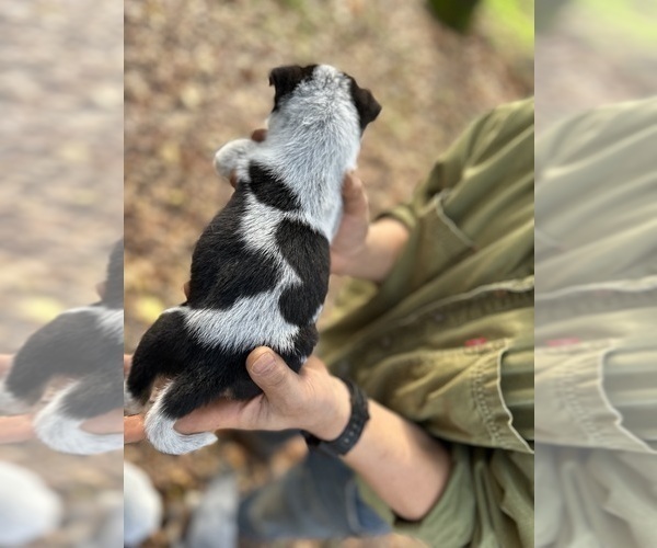 Medium Photo #11 Australian Cattle Dog Puppy For Sale in OREGON HOUSE, CA, USA