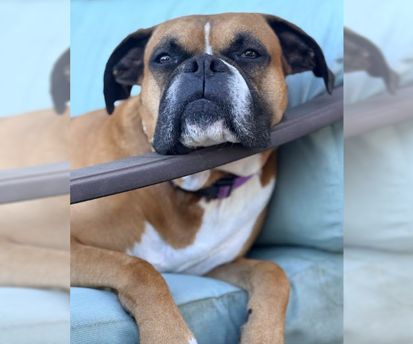 Medium Photo #4 Boxer Puppy For Sale in Austin, TX, USA
