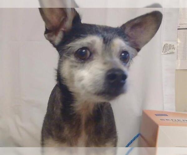 Medium Photo #1 Chihuahua-Unknown Mix Puppy For Sale in Sacramento, CA, USA