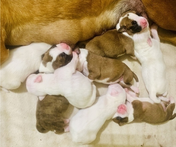 Medium Photo #1 Boxer Puppy For Sale in PONTOTOC, MS, USA