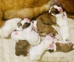Small Photo #1 Boxer Puppy For Sale in PONTOTOC, MS, USA