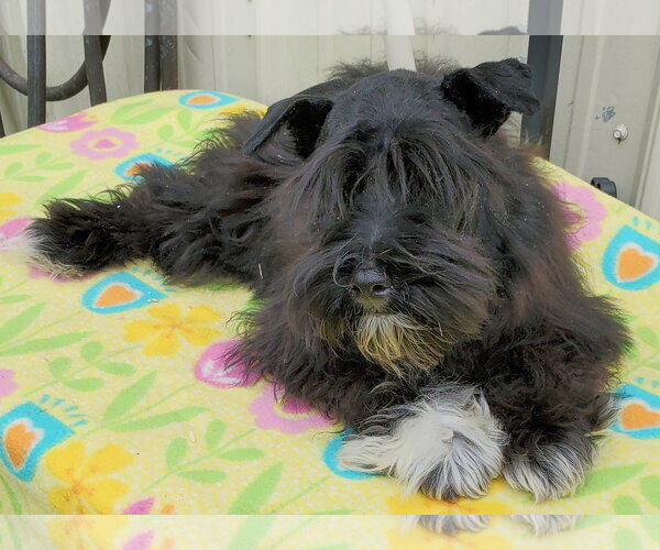 Medium Photo #2 - Mix Puppy For Sale in Mountain View, MO, USA