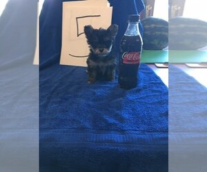 Yorkshire Terrier Puppy for sale in SAINT CLOUD, MN, USA