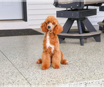 Small #5 Poodle (Miniature)