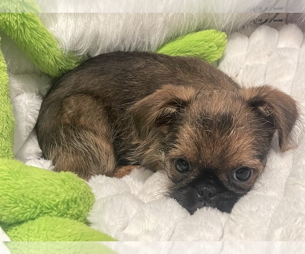 Medium Photo #11 Brussels Griffon Puppy For Sale in LEXINGTON, VA, USA