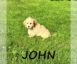 Cavapoo Puppy for sale in HARTLAND, MN, USA