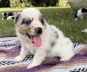 Medium Texas Heeler