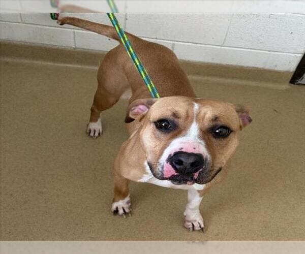 Medium Photo #1 American Pit Bull Terrier Puppy For Sale in Derwood, MD, USA