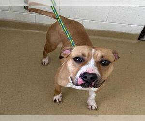 American Pit Bull Terrier Dogs for adoption in Derwood, MD, USA