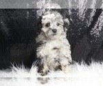 Puppy Hazybaby AKC Poodle (Toy)