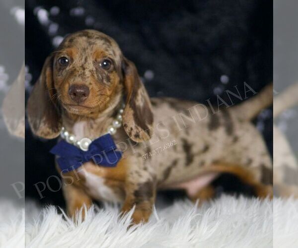 Medium Photo #88 Dachshund Puppy For Sale in WARSAW, IN, USA
