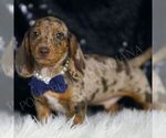 Small #3 Dachshund