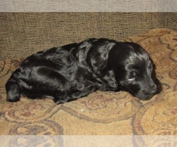 Medium Photo #7 Aussie-Poo-Aussiedoodle Mix Puppy For Sale in LINCOLN, AL, USA