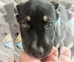 Small Photo #4 Labrador Retriever-Unknown Mix Puppy For Sale in Dana Point, CA, USA