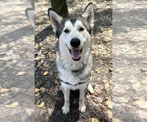 Alaskan Malamute-Huskies  Mix Dogs for adoption in Elmsford, NY, USA