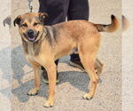 Small #1 Black Mouth Cur-German Shepherd Dog Mix