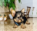 Small Photo #12 Yorkshire Terrier Puppy For Sale in RIVERSIDE, CA, USA