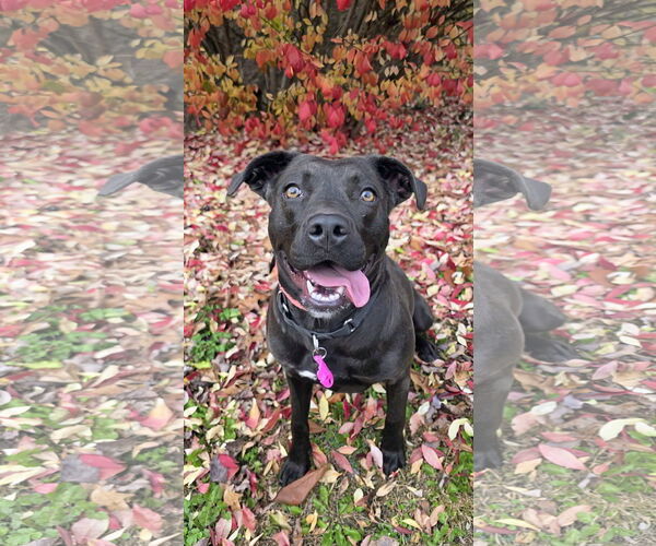 Medium Photo #5 Mutt Puppy For Sale in Rockaway, NJ, USA