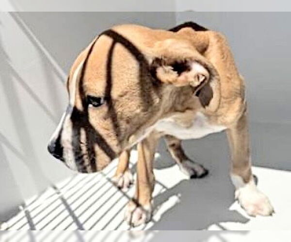 Medium Photo #1 Mutt Puppy For Sale in Houston, TX, USA