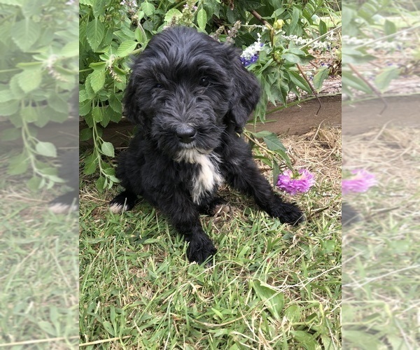 Medium Photo #5 Bernedoodle Puppy For Sale in AUGUSTA, WV, USA