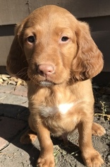 Irish Setter Puppy for sale in CORCORAN, MN, USA