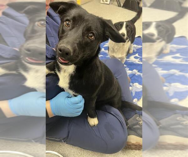 Medium Photo #2 Unknown-Welsh Corgi Mix Puppy For Sale in Elk Grove, CA, USA