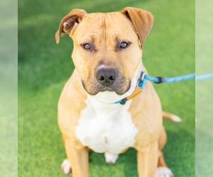Mutt Dogs for adoption in Camarillo, CA, USA