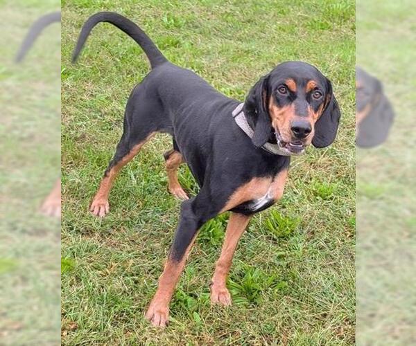 Medium Photo #1 Black and Tan Coonhound Puppy For Sale in Akron, OH, USA