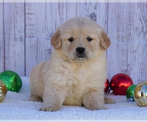 Golden Retriever Puppy for sale in FREDERICKSBG, OH, USA