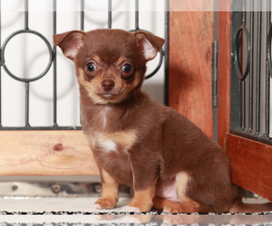 Chihuahua Puppy for sale in NAPLES, FL, USA