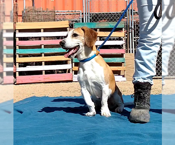 Medium Photo #9 Beagle Puppy For Sale in Apple Valley, CA, USA