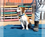 Small Photo #9 Beagle Puppy For Sale in Apple Valley, CA, USA