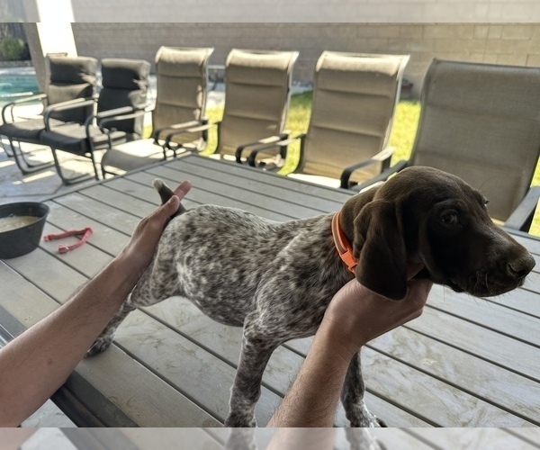 Medium Photo #1 German Shorthaired Pointer Puppy For Sale in MC FARLAND, CA, USA