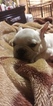 Small Photo #2 French Bulldog Puppy For Sale in BOSTON, MA, USA