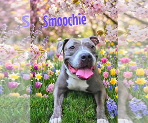 Smoochie - LIFETIME EXPENSES COVERED - Female Mutt Dog for Adoption - Photo #2
