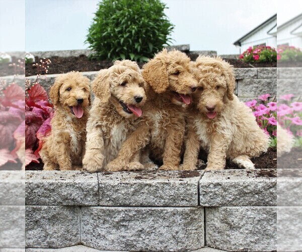 Medium Photo #3 Goldendoodle-Poodle (Standard) Mix Puppy For Sale in HONEY BROOK, PA, USA