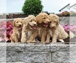 Small Photo #3 Goldendoodle-Poodle (Standard) Mix Puppy For Sale in HONEY BROOK, PA, USA