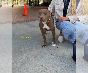 ALLEN J - Male Mutt Dog for Adoption - Photo #8