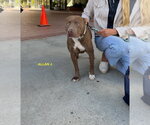 Small Photo #8 Mutt Puppy For Sale in Woodland Hills, CA, USA
